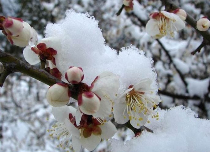 梅花的古诗有哪些（10首关于梅花的古诗词）