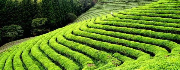 春茶的诗句唯美（三月春茶美好句子）