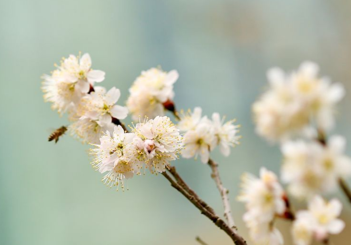 樱桃花的句子短句唯美（赞美樱桃花的诗句）