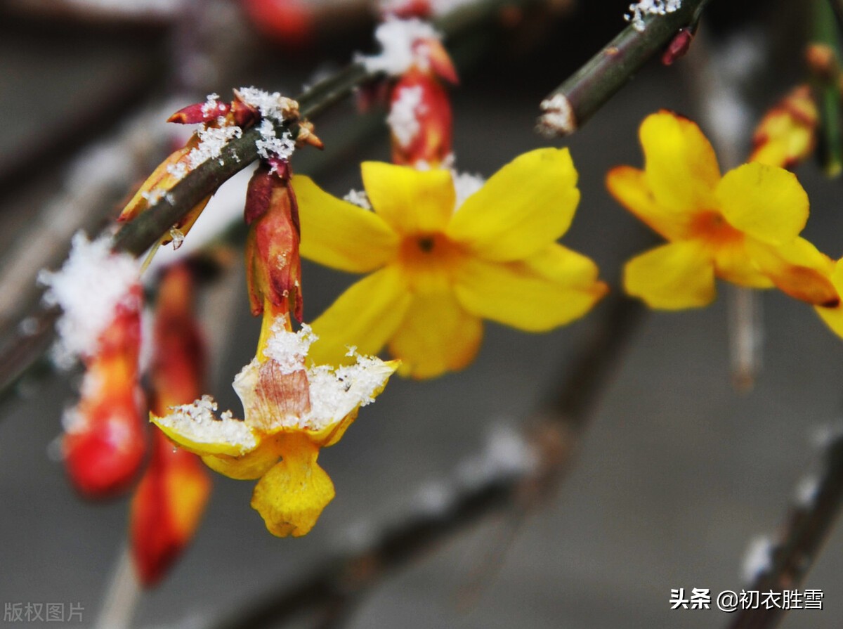 描写迎春花的优美句子（赞美迎春花经典名句）
