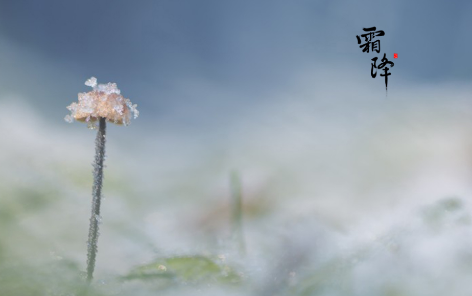 霜降的诗句古诗大全（赞美霜降的诗句古诗）