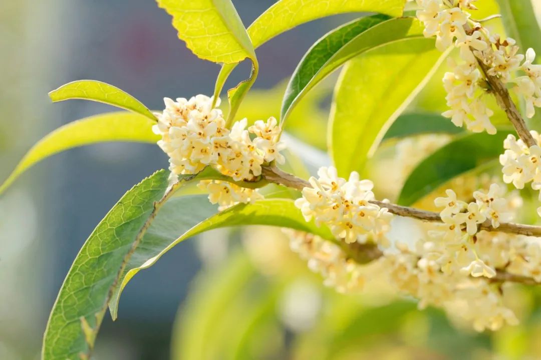 重阳节的诗句古诗大全（描写重阳节的古诗句）