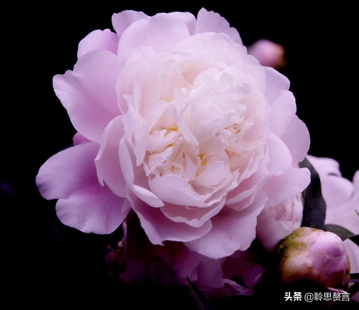祝福生日的诗句经典语录（有关生日祝福的诗句古诗词）