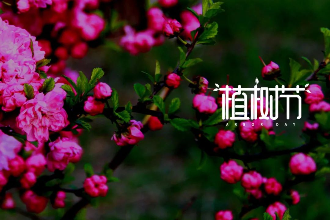 植树节的诗歌简短（关于植树节的佳句）