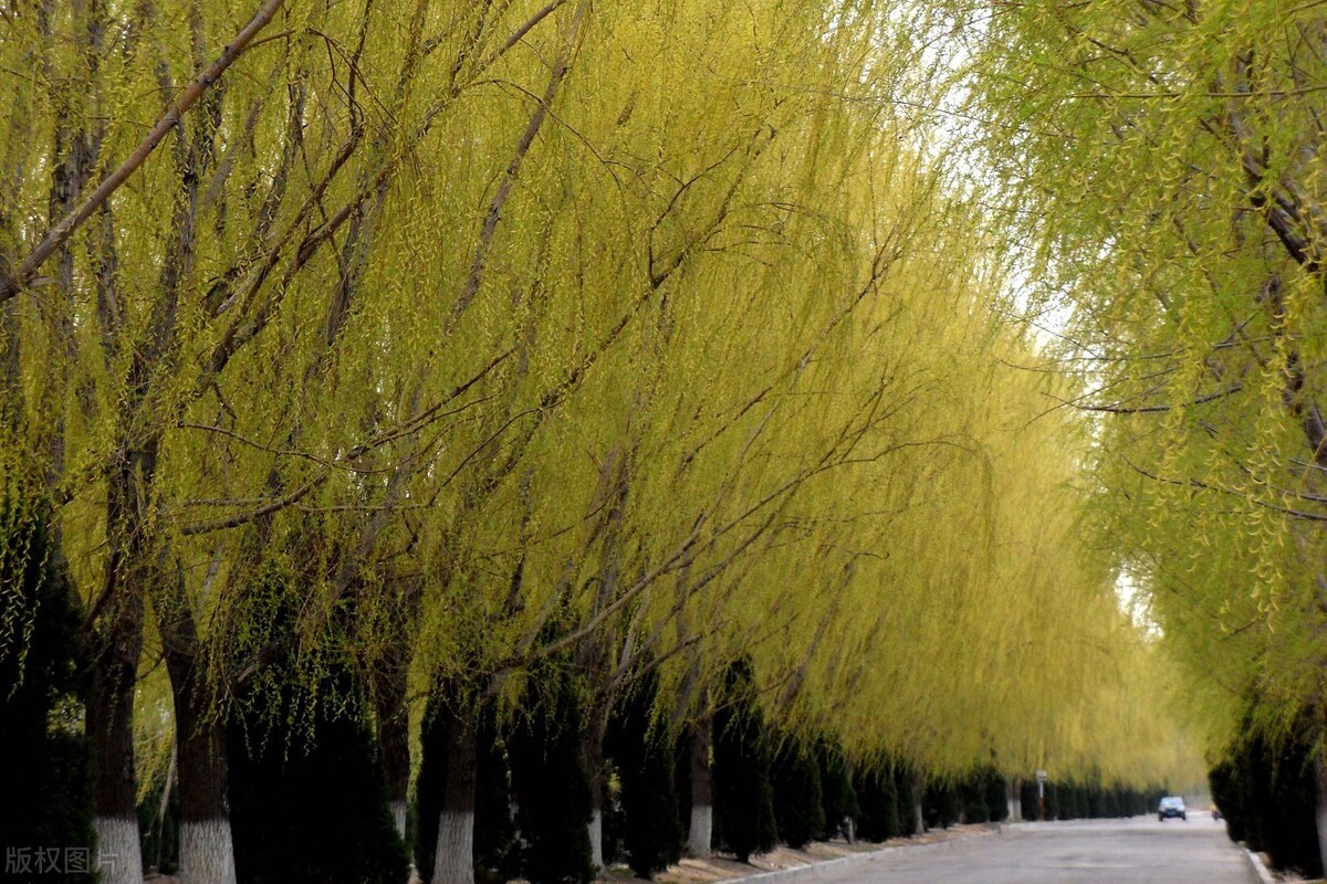 稻草人的作者是谁（稻草人作者简介）