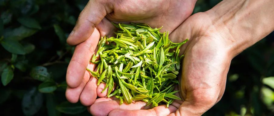 春茶的诗句唯美（三月春茶美好句子）