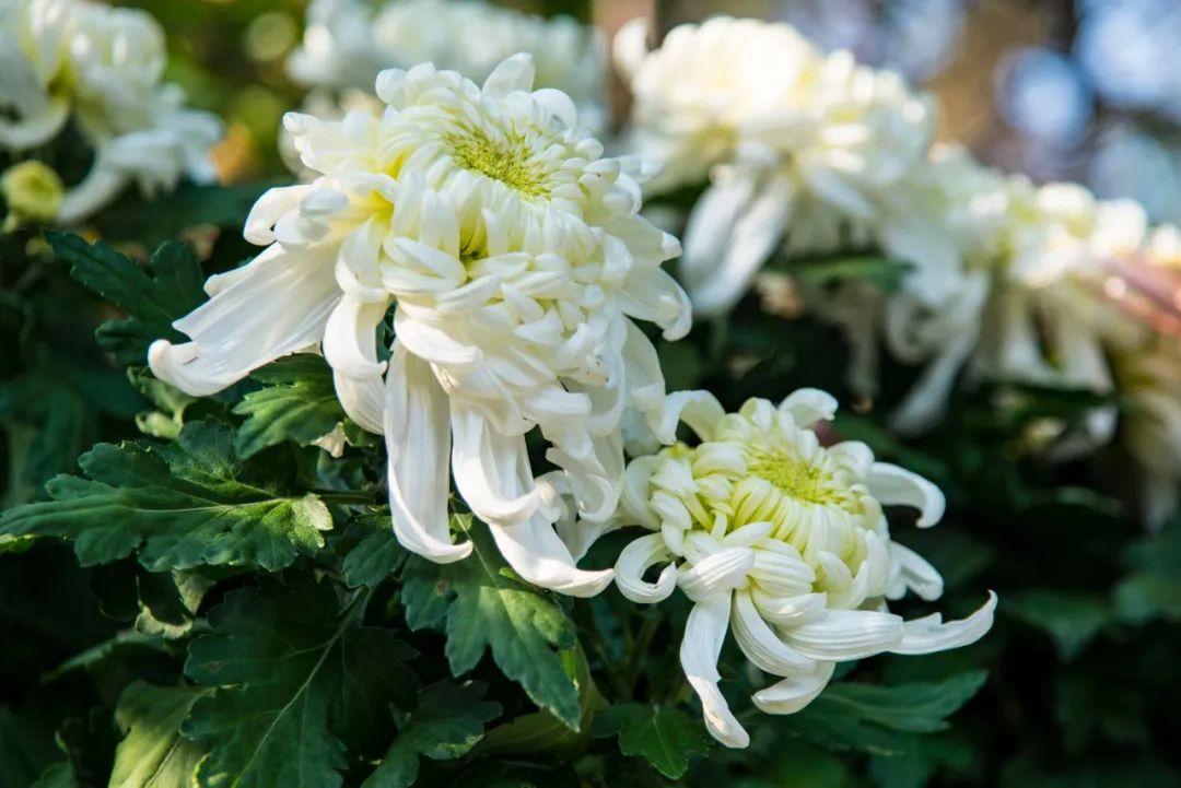 描写菊花的句子唯美短句（赞美菊花的美文佳句）