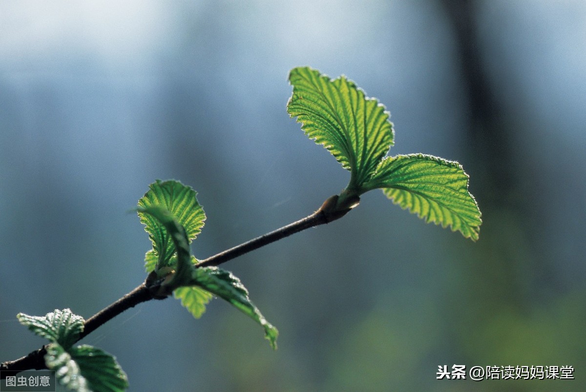 写景的句子摘抄简短（写景的好词好句好段大全）