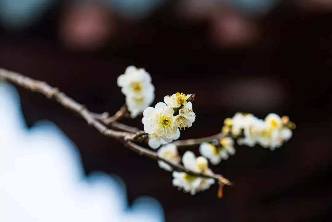 描写梅花的诗句有哪些（赞美梅花的优美诗句）