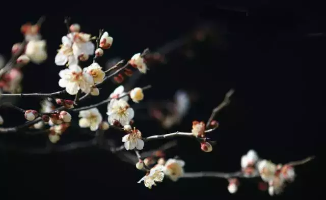 腊八节的诗句有哪些（关于腊八节的诗歌诗句）