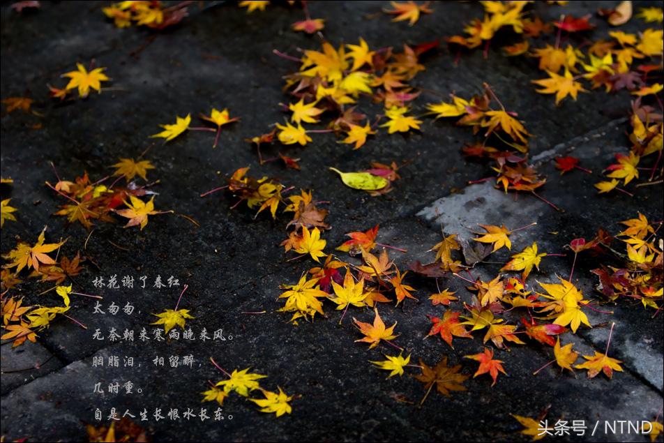 乌夜啼林花谢了春红（乌夜啼李煜翻译赏析）