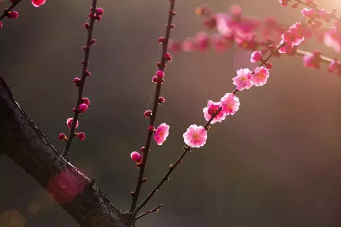 卜算子咏梅毛译文（赞美对梅花的喜爱之情）