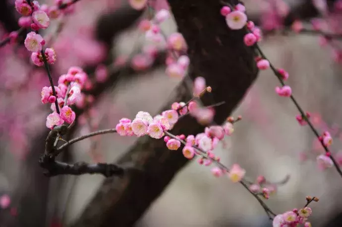 卜算子咏梅毛译文（赞美对梅花的喜爱之情）