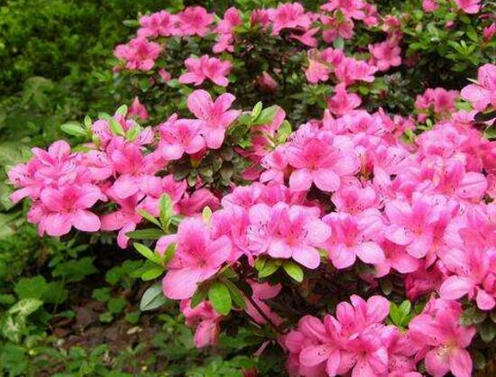 杜鹃花的寓意和象征（室内十大吉祥花）