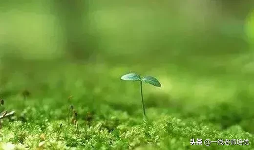 什么样的小草形容词（描写小草的短句）