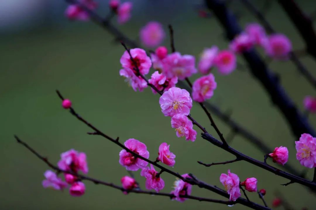 关于梅花古诗词（梅花古诗欣赏）
