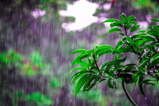 关于写雨的散文诗（描写雨的经典散文）