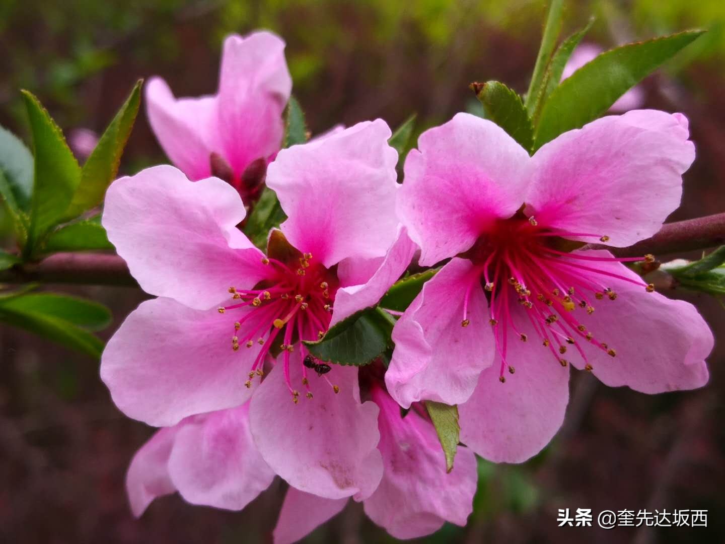 桃花现代诗歌作者（关于桃花的诗歌自创）