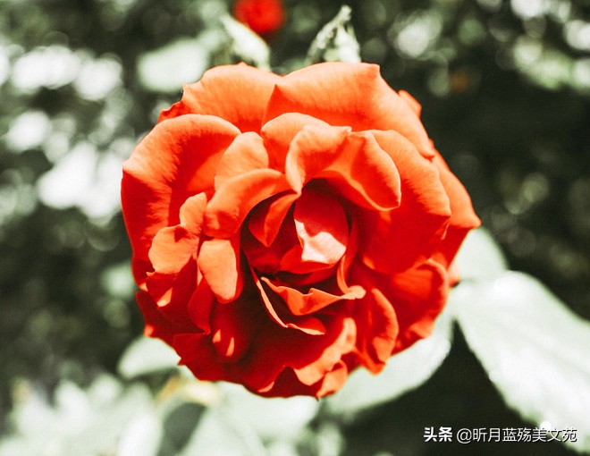 一切安好的唯美句子（很暖很治愈的短句）