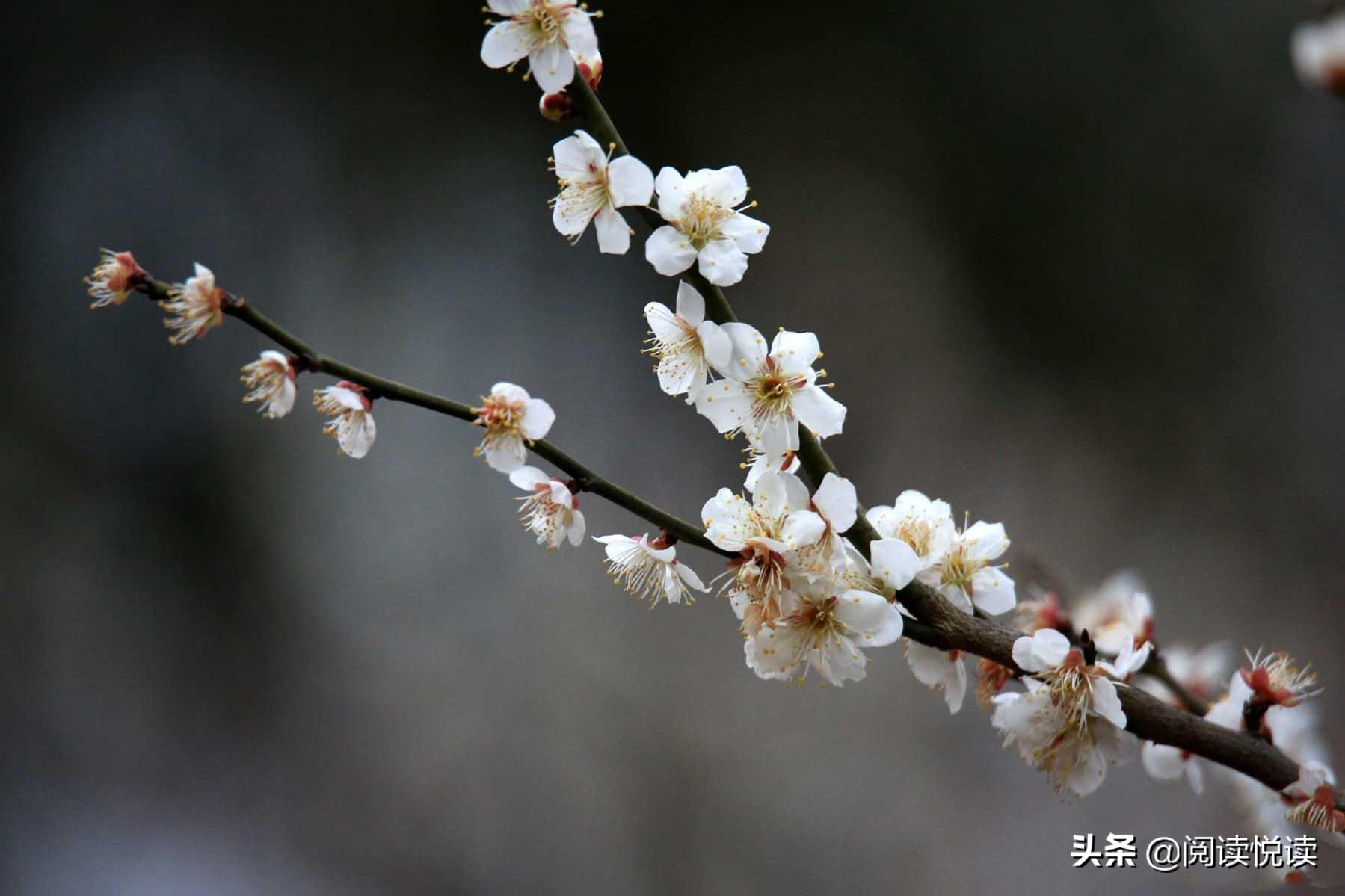 梅花的品格与精神（赞美梅花的简短优美句子）