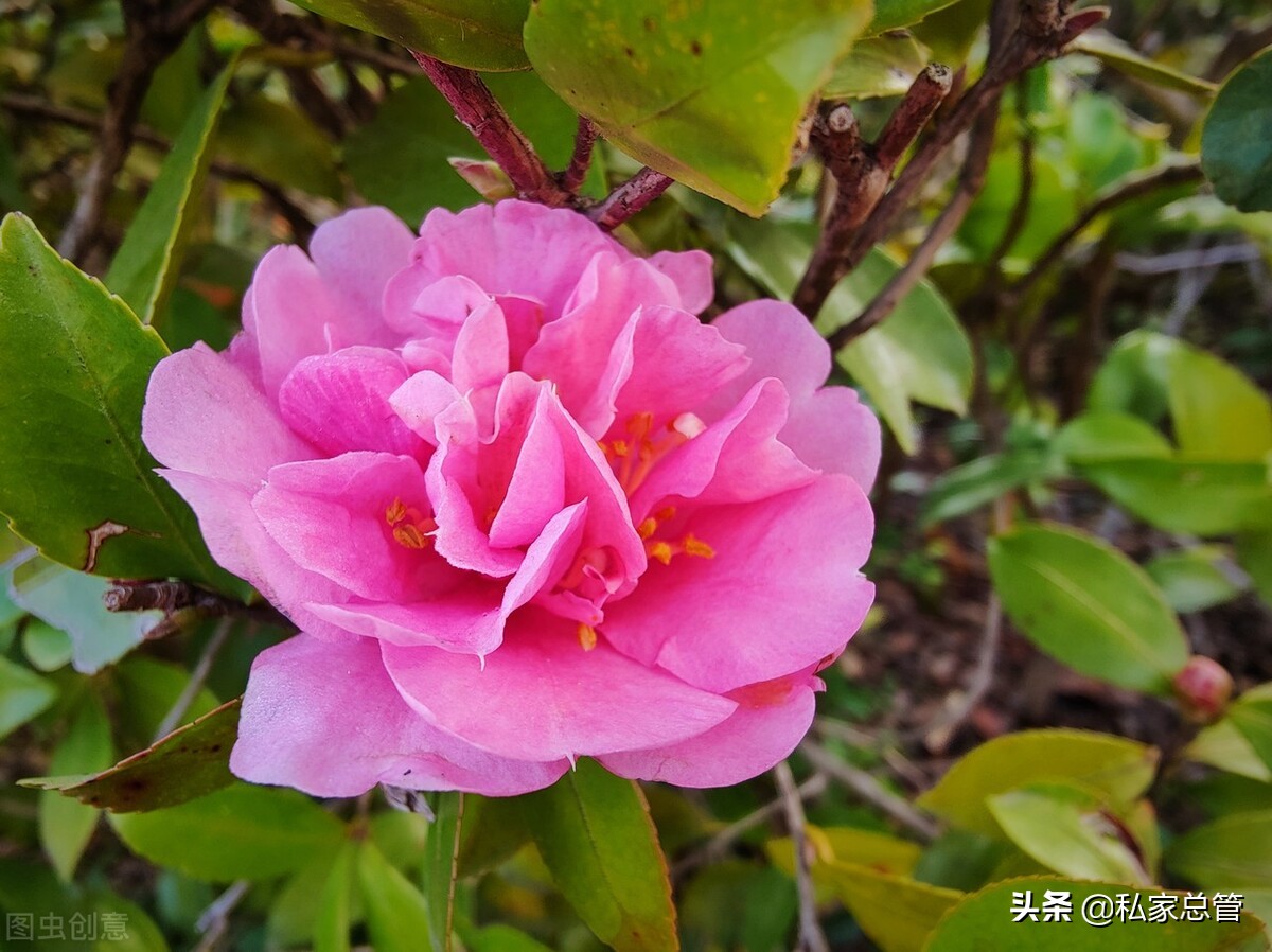 向日葵花语经典短句（关于向日葵花语的文案）
