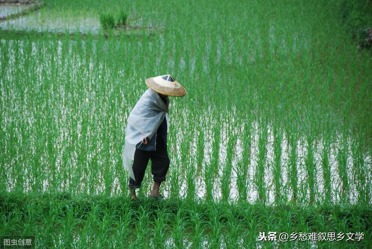 关于思乡的文章有哪些（思乡的经典散文）