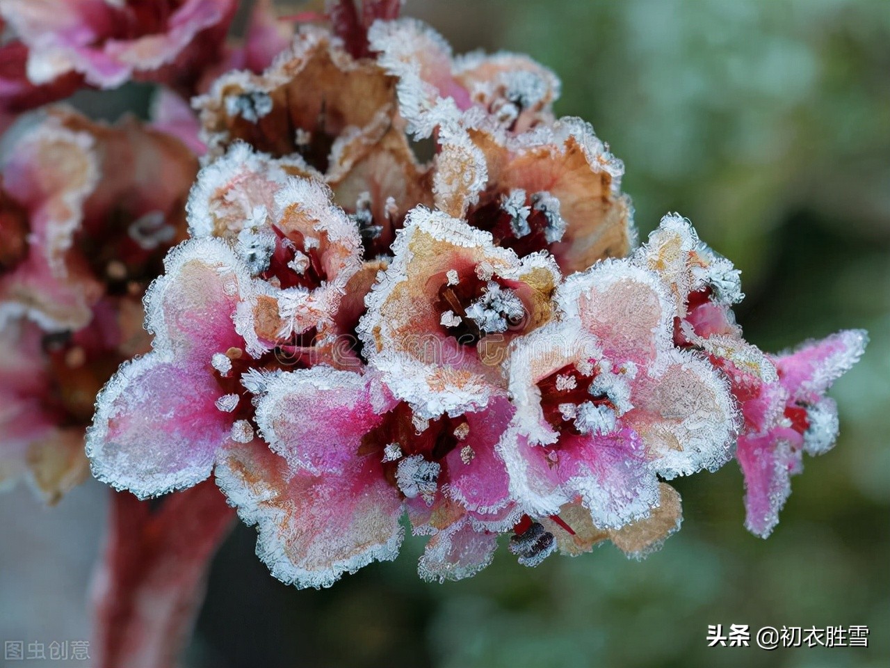 描写霜降的古诗四句（赞美霜的诗句古诗）