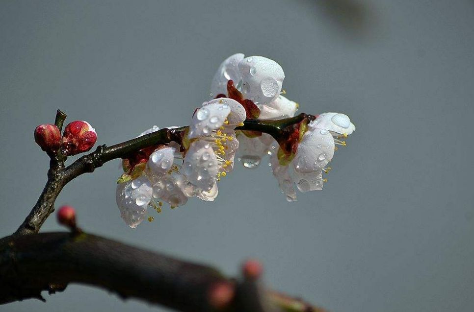 梅花的古诗有哪些（10首关于梅花的古诗词）