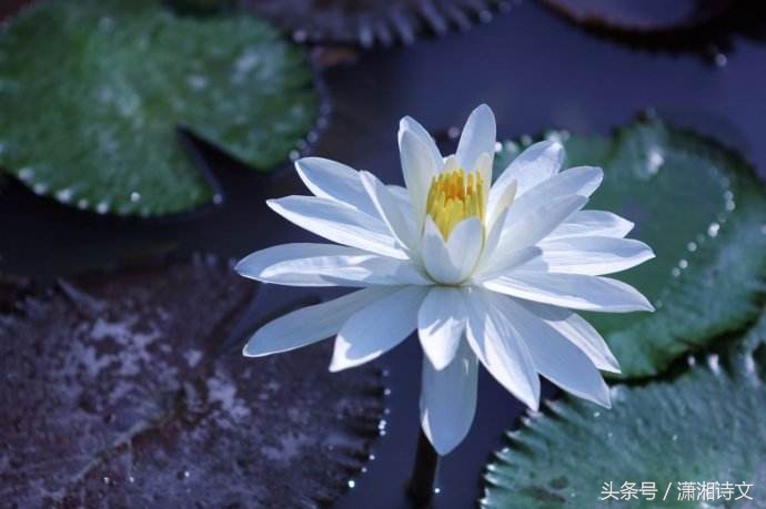 关于情人节词语和句子（情人节名言名句情话）