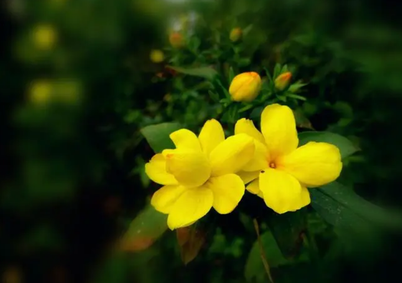 描写迎春花的句子（赞美迎春花的优美诗句）