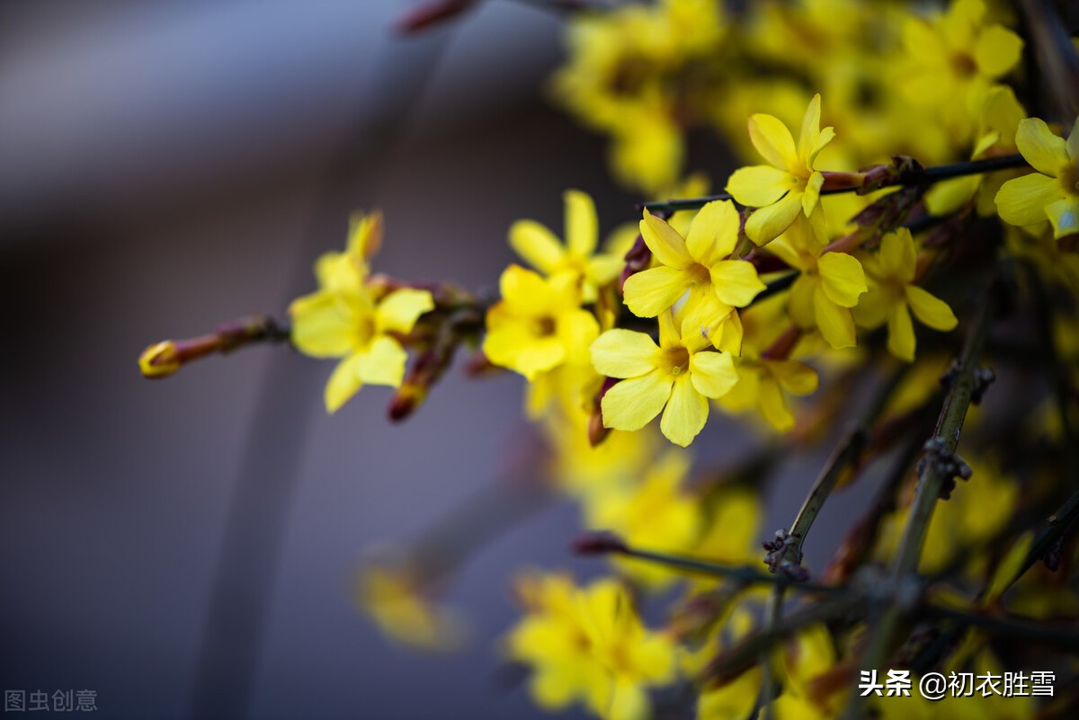 描写迎春花的优美句子（赞美迎春花经典名句）