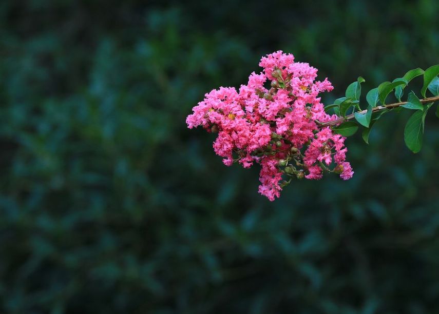紫薇花古诗赏析（赞美紫薇花经典短句）