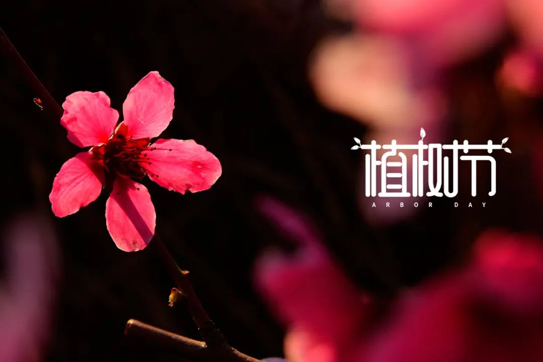 植树节的诗歌简短（关于植树节的佳句）