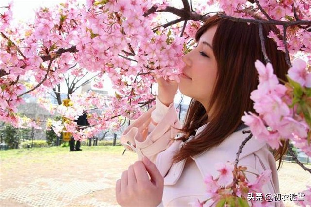 一棵开花的树原文及赏析（席慕容情诗名句大全）