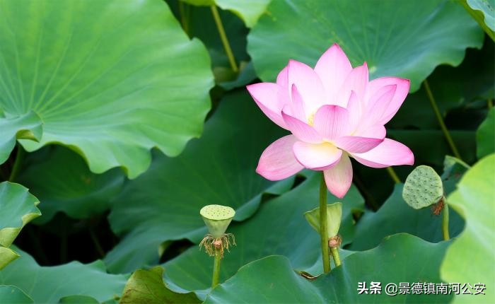 楼台倒影入池塘全诗（赞美水中倒影的诗句）