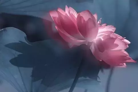 短古诗又好记又好背（11首简短优美古诗词）