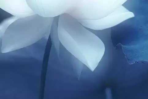 短古诗又好记又好背（11首简短优美古诗词）