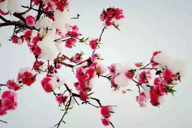 小学梅花诗词大全（最值阅读的20首梅花诗）