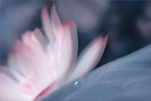 短古诗又好记又好背（11首简短优美古诗词）