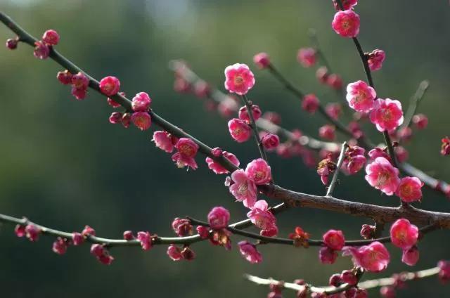 小学梅花诗词大全（最值阅读的20首梅花诗）