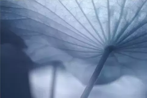 短古诗又好记又好背（11首简短优美古诗词）