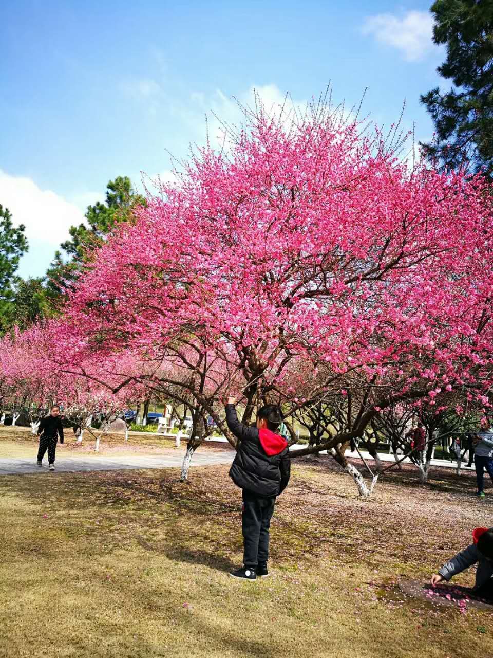 晚春韩愈原文及翻译（详细解读晚春古诗的诗意）