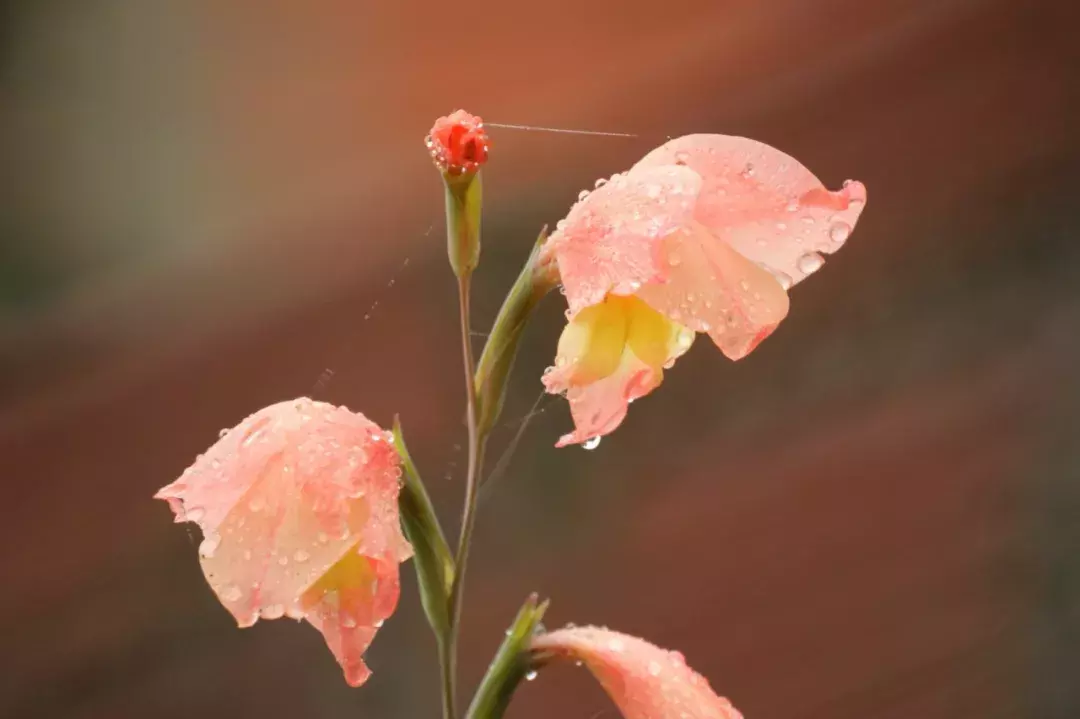 蝶恋花古诗全部（10首蝶恋花古诗词）