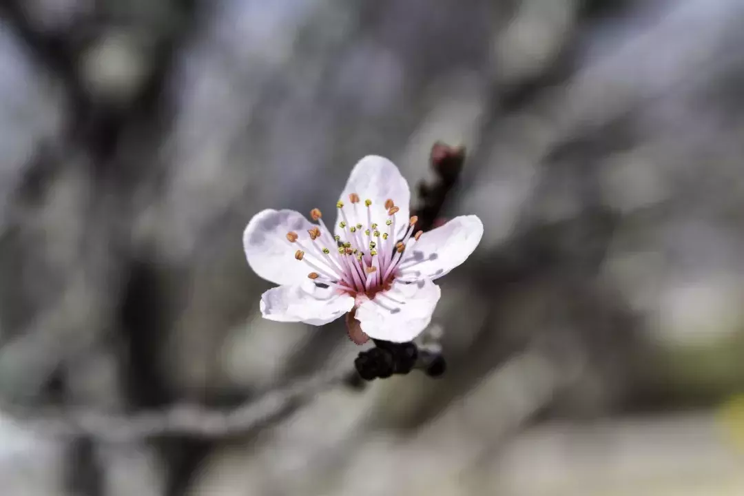 写春景的诗句古诗名句（关于春景全部古诗）