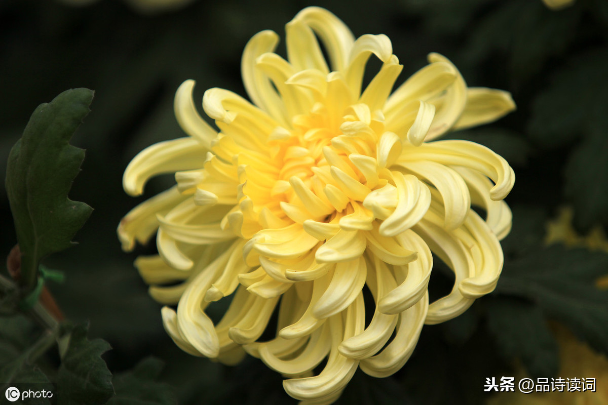 苏轼写菊花诗词名句（赵昌寒菊全诗诗意解读）