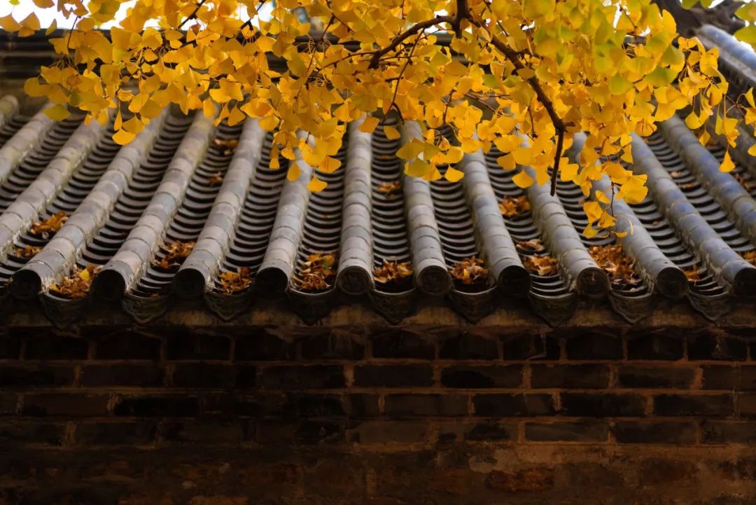 重阳节诗词句大全（重阳节的有关诗句）