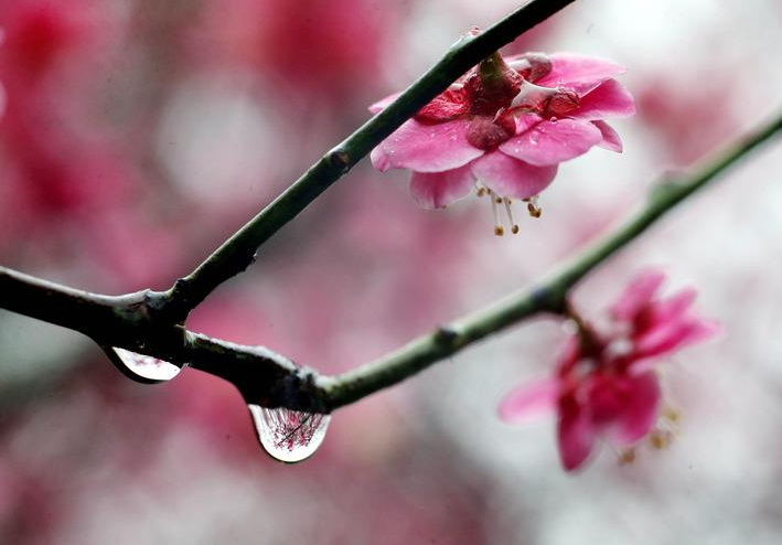 关于雨的散文诗句（10首有关雨的经典诗句）