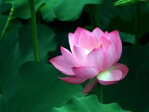 藕与莼菜读后感（藕与莼菜好词好句摘抄）