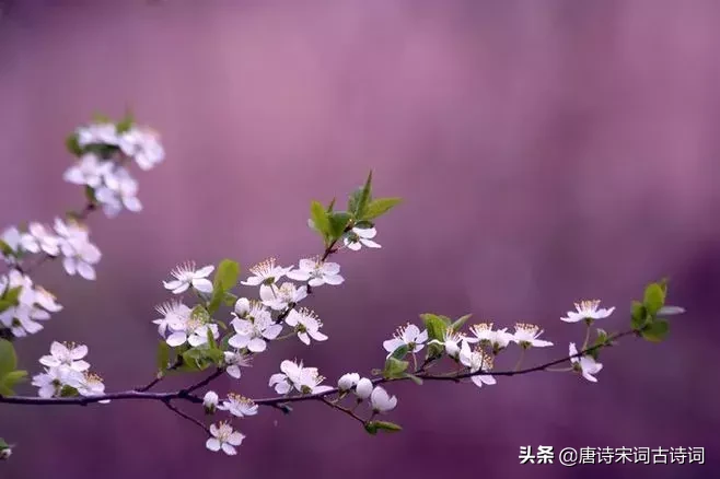 赞美四月的诗句唯美（人间最美四月天）