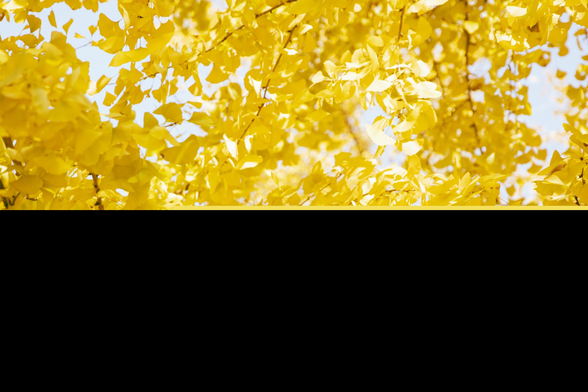 秋季古诗有哪些古诗（秋季古诗大全）